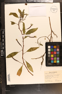 Ludwigia leptocarpa image