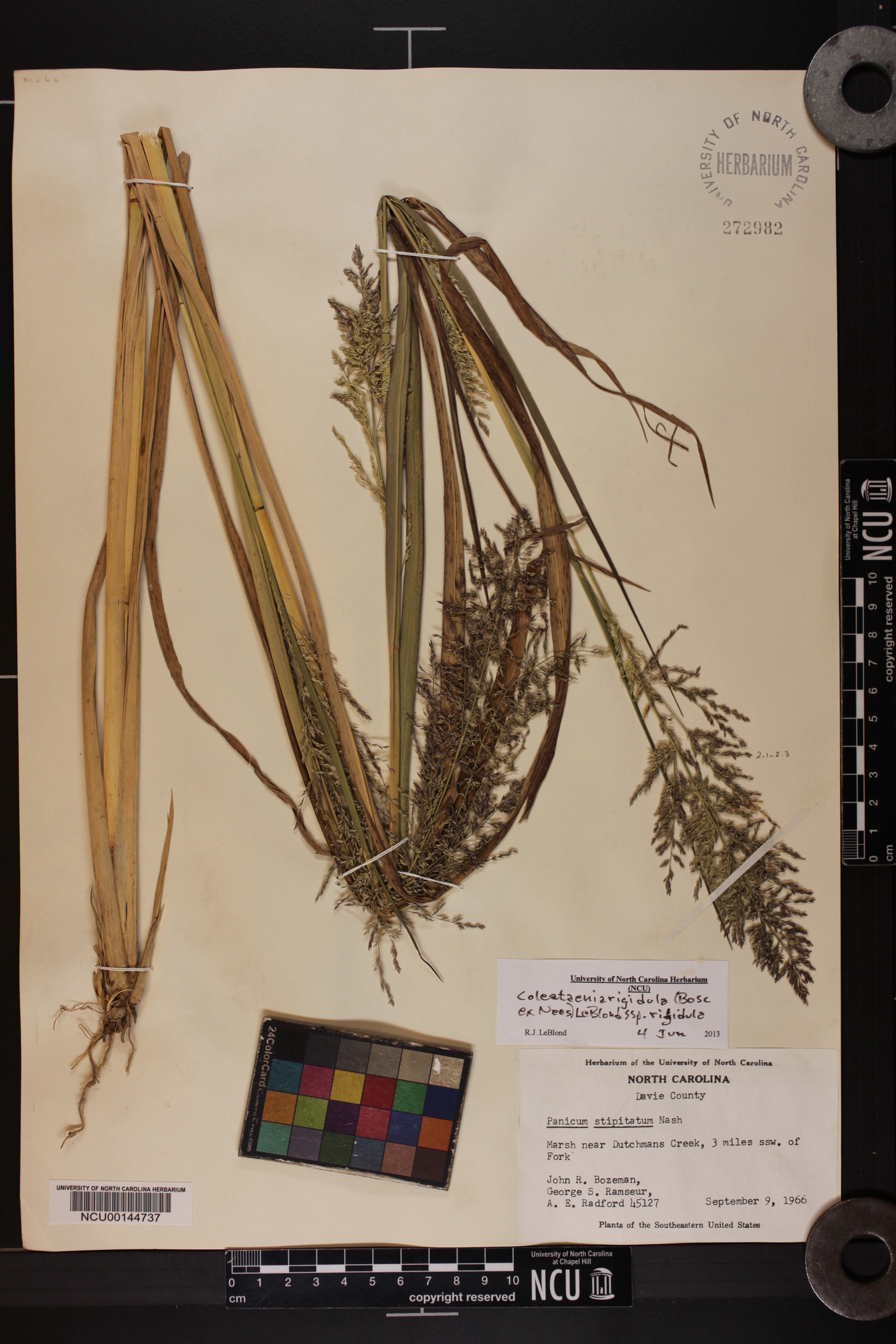 Coleataenia rigidula subsp. rigidula image
