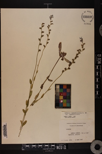 Lobelia appendiculata image