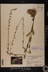 Lobelia appendiculata image