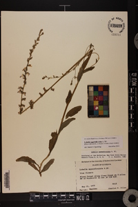 Lobelia appendiculata image