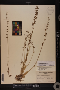 Lobelia appendiculata image