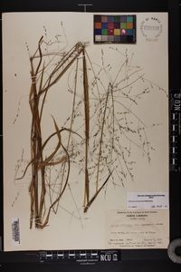 Kellochloa verrucosa image