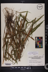 Kellochloa verrucosa image