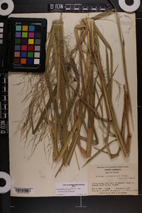 Panicum dichotomiflorum var. dichotomiflorum image