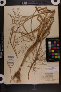 Panicum dichotomiflorum var. dichotomiflorum image