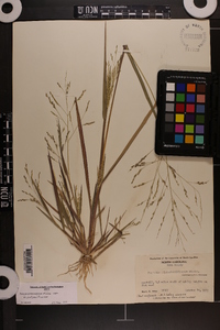 Panicum dichotomiflorum var. dichotomiflorum image