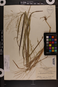 Panicum dichotomiflorum var. dichotomiflorum image