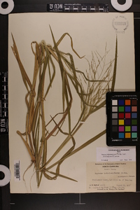 Panicum dichotomiflorum var. dichotomiflorum image