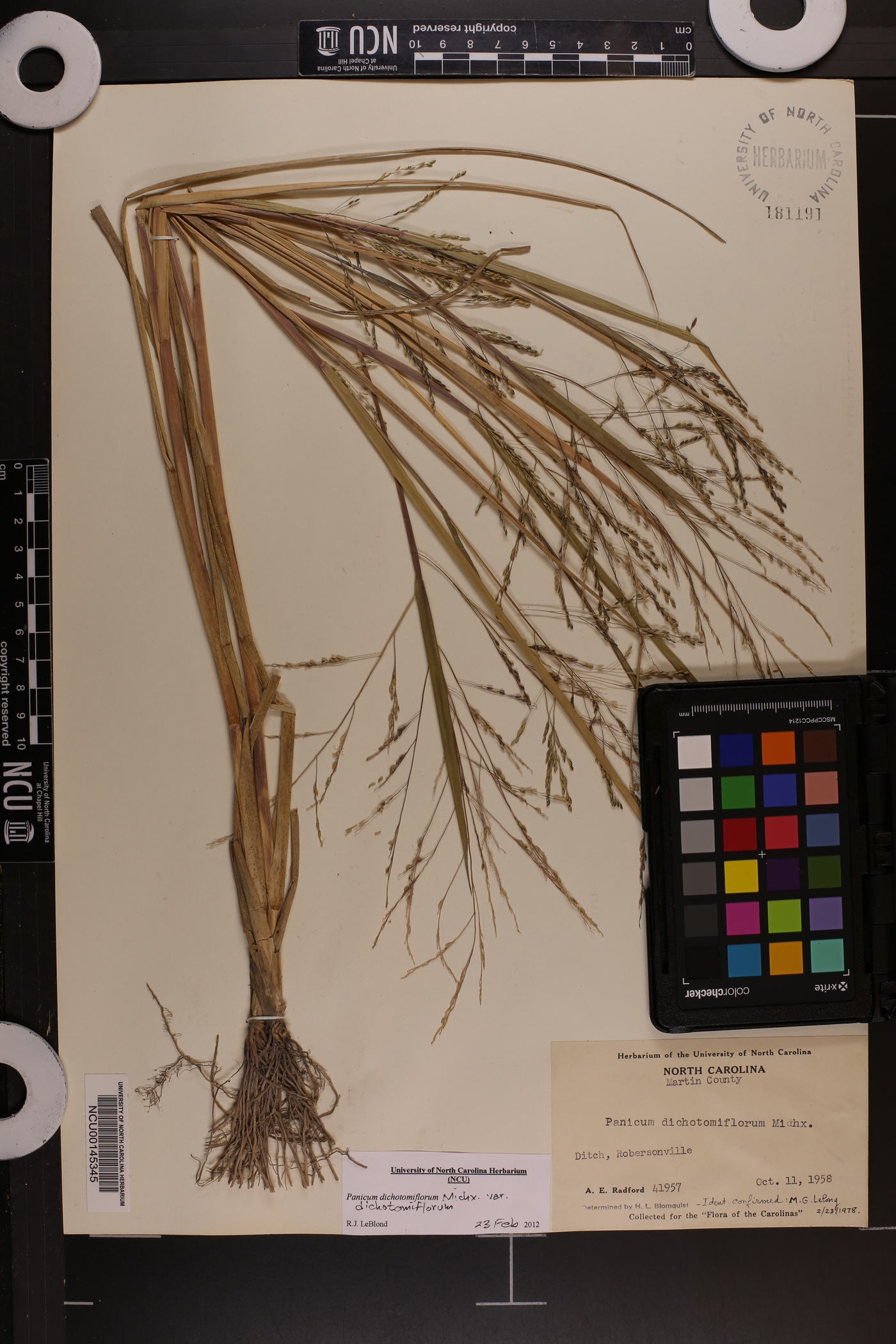 Panicum dichotomiflorum var. dichotomiflorum image