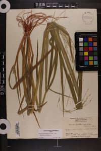 Panicum dichotomiflorum var. dichotomiflorum image