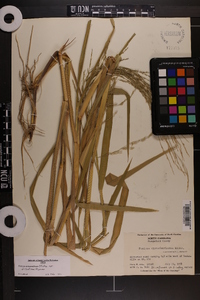 Panicum dichotomiflorum var. dichotomiflorum image