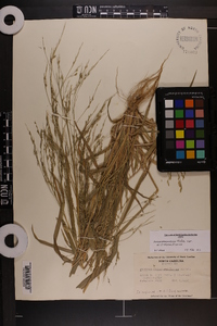 Panicum dichotomiflorum var. dichotomiflorum image