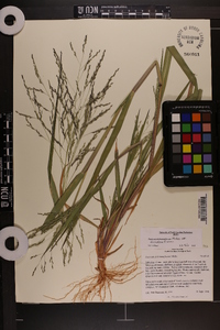 Panicum dichotomiflorum var. dichotomiflorum image