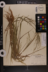 Panicum dichotomiflorum var. dichotomiflorum image