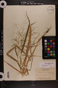 Panicum dichotomiflorum var. dichotomiflorum image