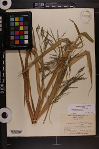 Panicum dichotomiflorum var. dichotomiflorum image