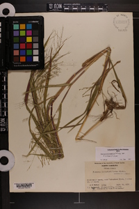 Panicum dichotomiflorum var. dichotomiflorum image