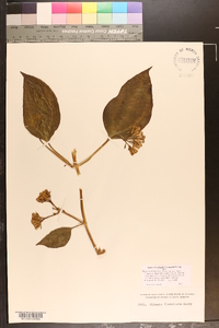 Mikania flabellata image