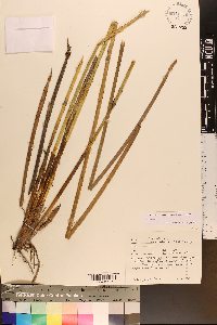 Eleocharis equisetoides image