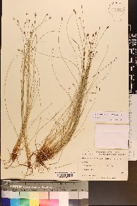 Eleocharis tortilis image