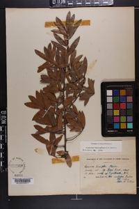 Quercus hemisphaerica image