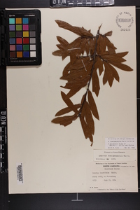 Quercus hemisphaerica image