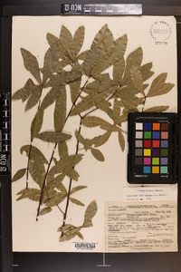 Quercus hemisphaerica image