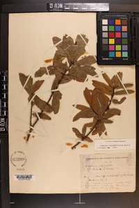 Quercus hemisphaerica image