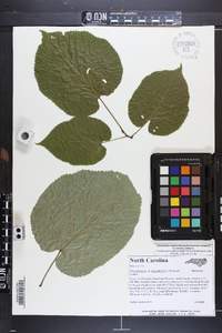 Tilia americana var. heterophylla image