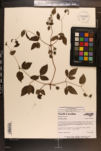 Clematis viorna image