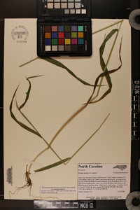 Elymus hystrix image