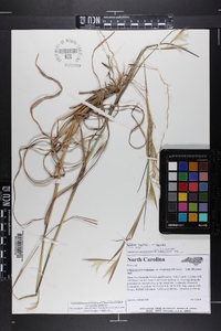 Andropogon virginicus var. virginicus image