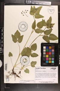 Thaspium trifoliatum var. trifoliatum image