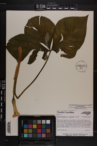 Arisaema triphyllum subsp. triphyllum image