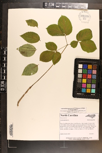 Aralia nudicaulis image