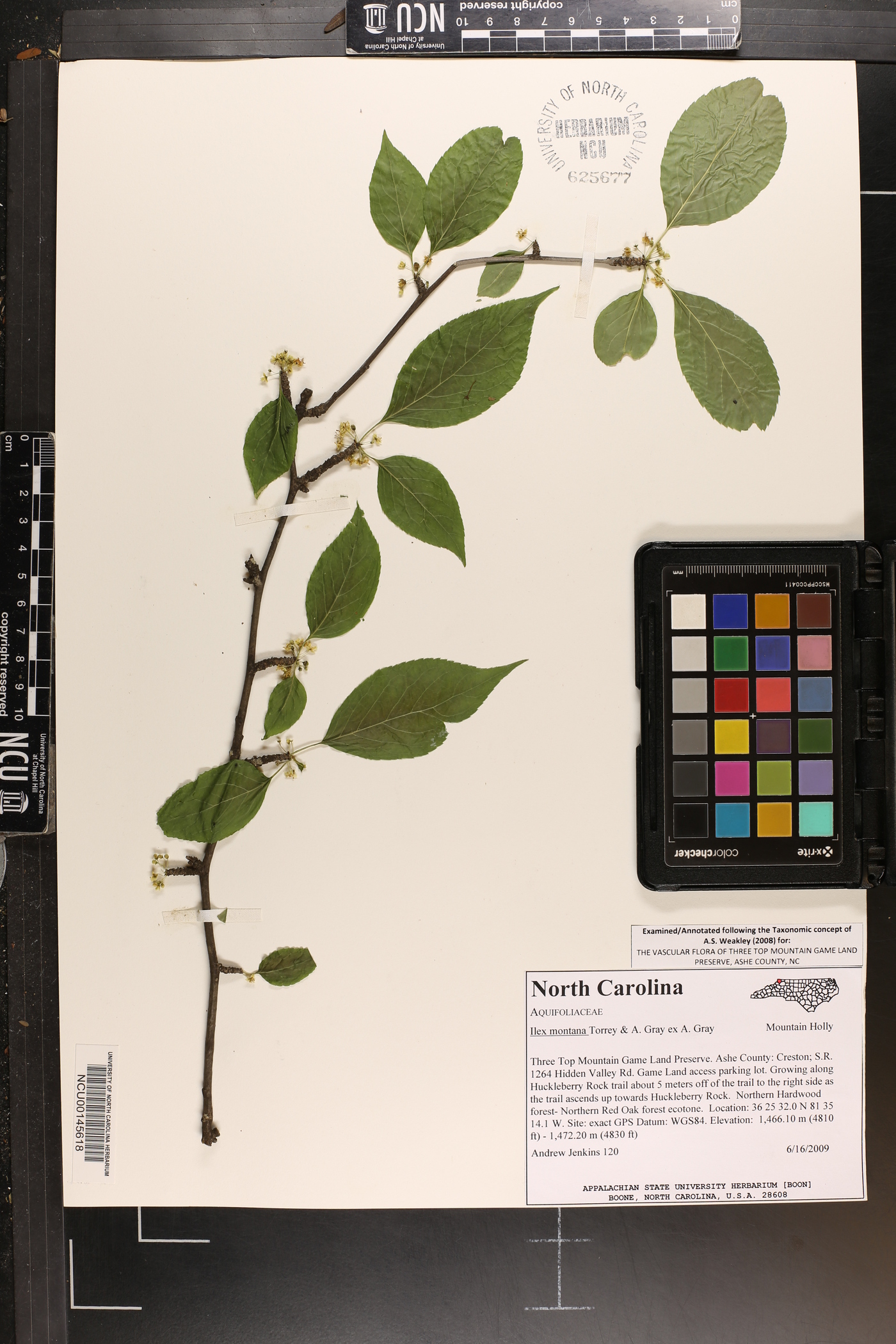 Ilex montana image