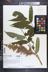 Rhus typhina image