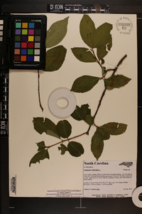 Viburnum cassinoides image