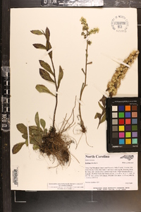 Solidago bicolor image