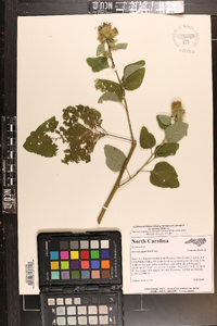 Arctium minus image