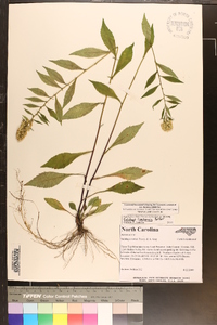 Solidago roanensis image