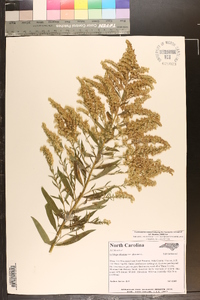 Solidago altissima var. altissima image