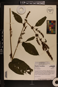 Rumex obtusifolius image