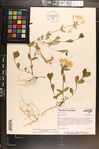 Phlox stolonifera image