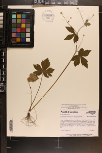 Ranunculus recurvatus var. recurvatus image