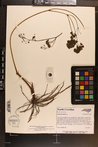 Thalictrum dioicum image