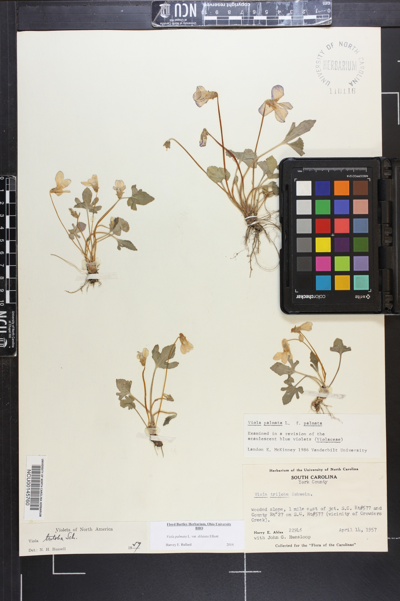 Viola palmata var. dilatata image