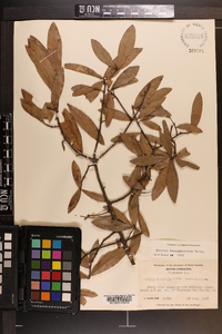 Quercus hemisphaerica image