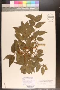 Ateleia herbert-smithii image